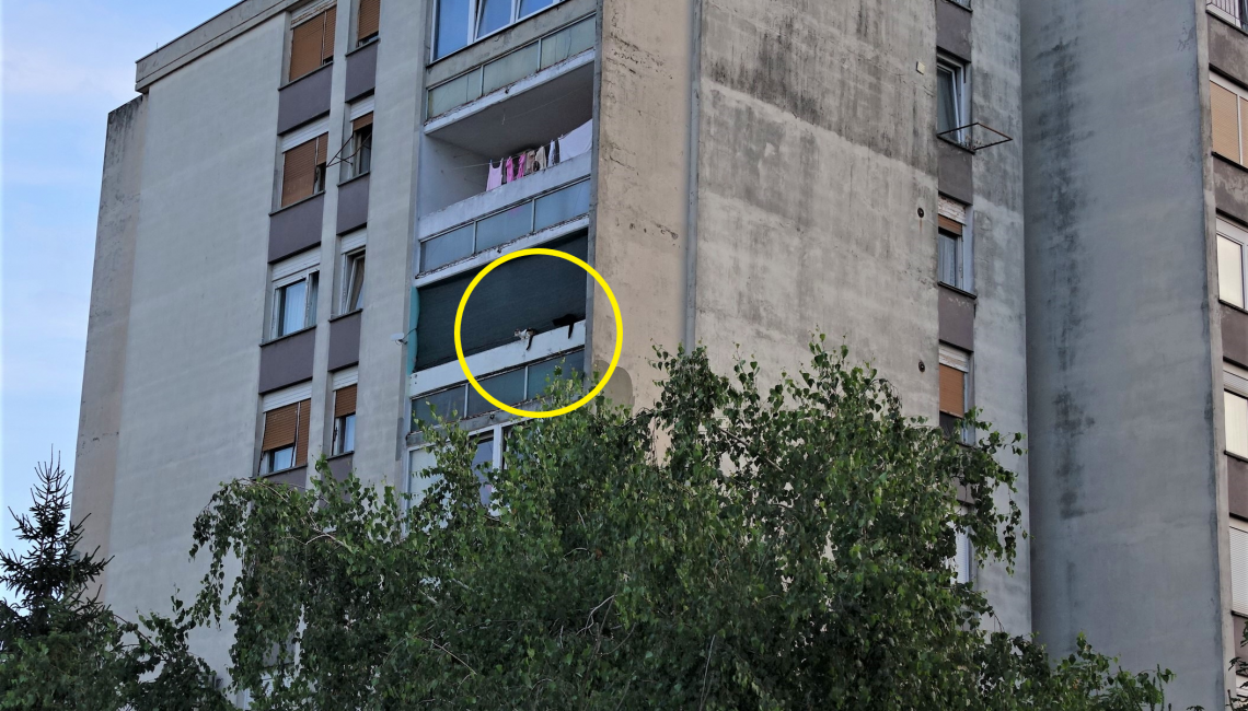 Mačke na petom katu na balkonu