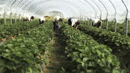 Nova natura ima plantažu jabuka, ali i plastenike za uzgoj jagoda