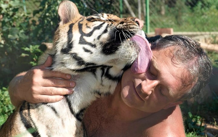 Zlatko Budin leži pokraj sibirskog tigra koji ga liže