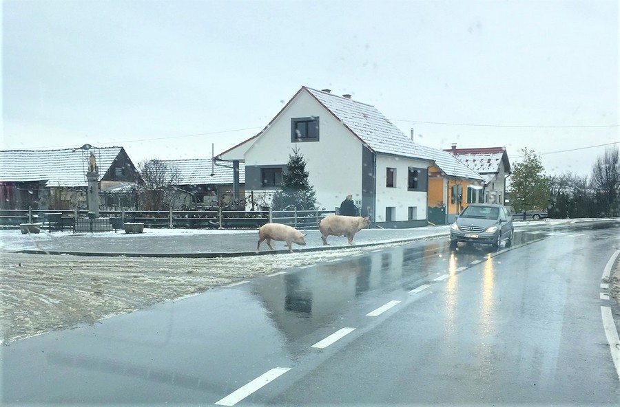 Svinje lutaju po Prelogu cestom