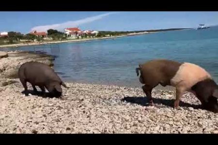 Svinje na plaži