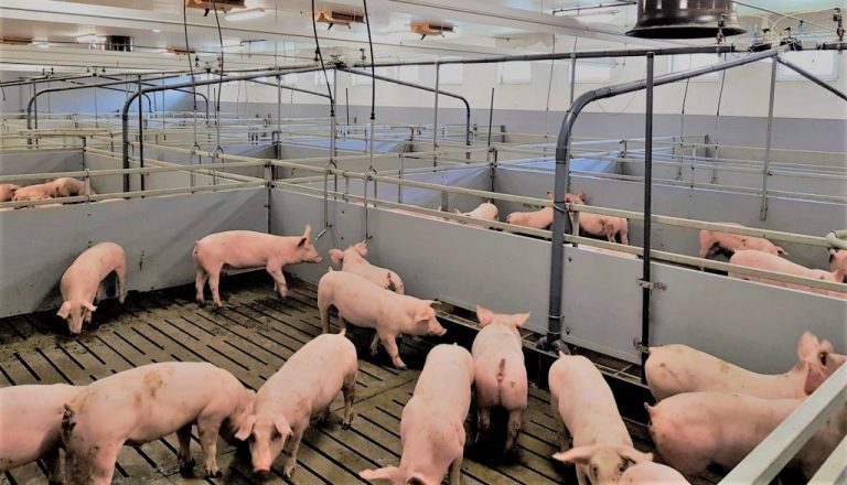 Mesna industrija Natura Đurđevac - farma svinja