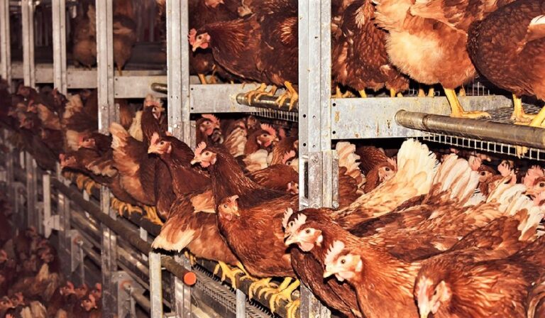 Farma Lukač, usmrćuje se 150.000 koka nesilica